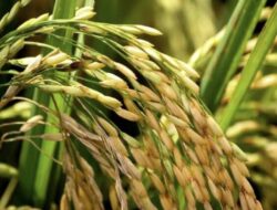 MENGUJI KERENDAHAN HATI