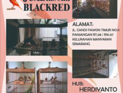 JUAL burung Kenari   |  Semarang Jawa Tengah
