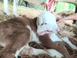 Pedhet Kembar Siam di Kapanewon Ngawen, Begini Kata Kabid Kesehatan Hewan DPKH Gunungkidul