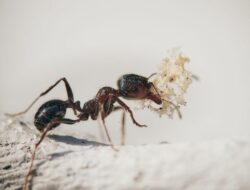 Berikut Cara Basmi Semut Masuk ke Rumah