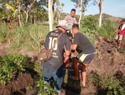 Dua Warga Pajangan Bantul Dilarikan ke Puskesmas Usai Diserang Lebah Jenis Tawon Tanah