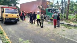 Pohon Munggur Dijalan Ring Road Bantul Tumbang Hingga Timpa Truk, Kerugian Jutaan Rupiah