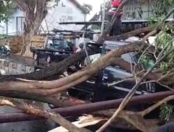 Pohon Munggur Tumbang Timpa Carry Pickup di Jalan Ringroad Selatan Bantul